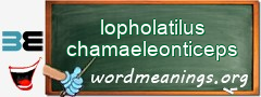 WordMeaning blackboard for lopholatilus chamaeleonticeps